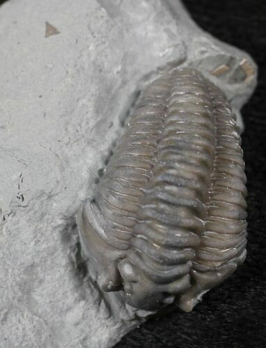 Flexicalymene Trilobite From Ohio #26742